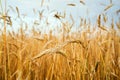 Golden wheat field against the blue sky on a summer sunny day. Agriculture Royalty Free Stock Photo