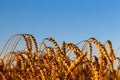 Golden wheat field Against blue sky Wheat spike and blue sky close-up. a golden field. beautiful view. symbol of harvest Royalty Free Stock Photo