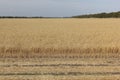 Golden wheat field against the sky in the fall Royalty Free Stock Photo