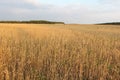 Golden wheat field against the sky in the fall Royalty Free Stock Photo