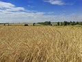 Wheat field on the background of the road with trees and blue sky with clouds on a sunny day Royalty Free Stock Photo