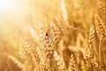 Beautiful landscape with Red ladybug on ear of wheat Royalty Free Stock Photo