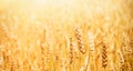 Golden Wheat Field Background In Sunlight