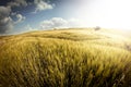 Golden Wheat Field Royalty Free Stock Photo