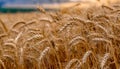 Golden Wheat Field