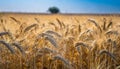 Golden Wheat Field