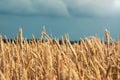 Golden wheat field and beautiful sky Royalty Free Stock Photo