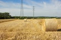 Golden wheat field