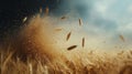 Golden Wheat Field with Blowing Grain and Dust Royalty Free Stock Photo