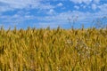 Golden wheat field and blue cloudy sky Royalty Free Stock Photo