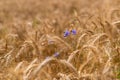 Golden wheat field with blue flower