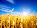Golden wheat field with blue sky Royalty Free Stock Photo
