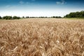 Golden wheat field