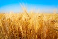 Golden wheat field and the blue sky Royalty Free Stock Photo