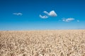 Golden wheat field with blue sky in background Royalty Free Stock Photo