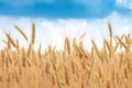 Golden wheat field with blue sky in background Royalty Free Stock Photo