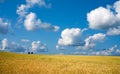 Golden wheat field with blue sky in background Royalty Free Stock Photo