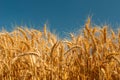 Golden wheat field with blue sky