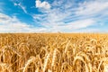 Golden wheat field on blue sky background Royalty Free Stock Photo