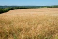 Golden wheat field and blue sky Royalty Free Stock Photo