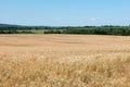 Golden wheat field and blue sky Royalty Free Stock Photo