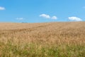 Wheat field and blue sky Royalty Free Stock Photo