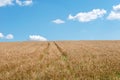 Golden wheat field and blue sky with cirrus clouds Royalty Free Stock Photo