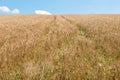 Golden wheat field and blue sky Royalty Free Stock Photo