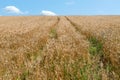 Road through the wheat to the sky Royalty Free Stock Photo