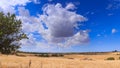 Golden wheat field and blue sky with clouds. Royalty Free Stock Photo