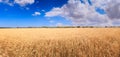 Golden wheat field and blue sky with clouds. Royalty Free Stock Photo