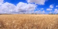 Golden wheat field and blue sky with clouds. Alta Murgia National Park: field of barley in Apulia, Italy. Royalty Free Stock Photo