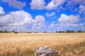 Golden wheat field and blue sky with clouds. Royalty Free Stock Photo