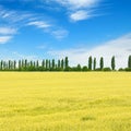 Golden wheat field and blue sky with clouds Royalty Free Stock Photo