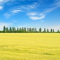 Golden wheat field and blue sky with clouds Royalty Free Stock Photo