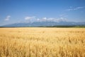 Golden wheat field with blue sky and clouds at sunny day in summer. Royalty Free Stock Photo