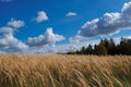 Golden wheat field with a blue sky of fluffy white clouds above and trees in the background Royalty Free Stock Photo