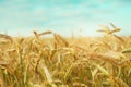 Golden wheat field, blue sky Royalty Free Stock Photo