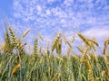 Golden wheat field on blue sky . Royalty Free Stock Photo