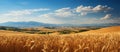 golden wheat field with blue sky and mountains in the background Royalty Free Stock Photo