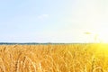 Golden wheat field with blue sky. golden wheat field in summer. sunrise on wheat field with rye. summer wheat agriculture Royalty Free Stock Photo