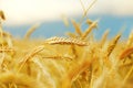 Golden wheat field, blue sky Royalty Free Stock Photo