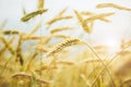 Wheat field, blue sky, sunny scene Royalty Free Stock Photo