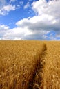 Golden wheat field and blue sky with white clouds. Agricultural landscape. Royalty Free Stock Photo