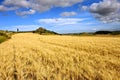 Golden wheat field and blue sky with white clouds. Agricultural landscape. Royalty Free Stock Photo