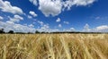 Golden wheat field and blue sky with white clouds. Agricultural landscape. Royalty Free Stock Photo