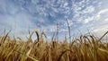 Golden wheat field and blue sky with white clouds. Agricultural landscape. Royalty Free Stock Photo