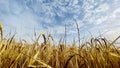 Golden wheat field and blue sky with white clouds. Agricultural landscape. Royalty Free Stock Photo