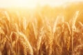 Golden Wheat Field With A Blurred Sunset Glow Banner Background