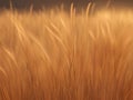 golden wheat field close up Royalty Free Stock Photo